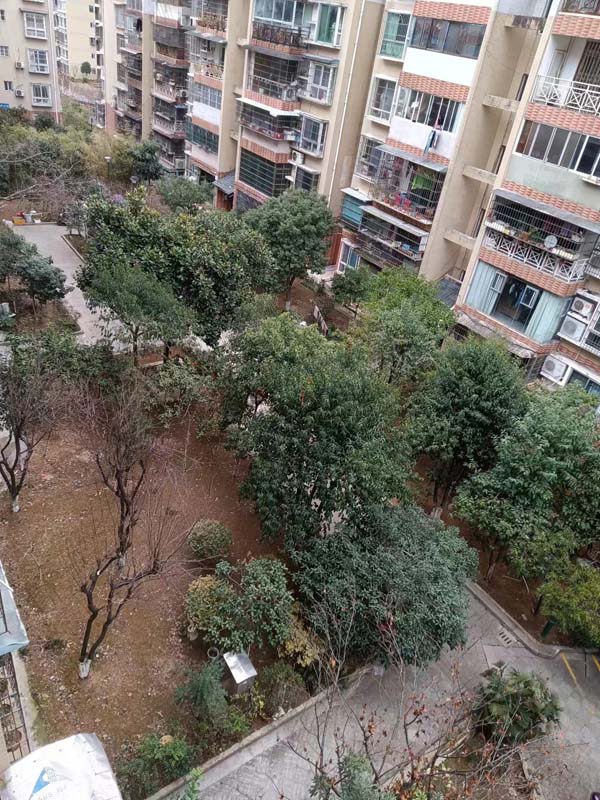 飛虎偵探院子樹木照片